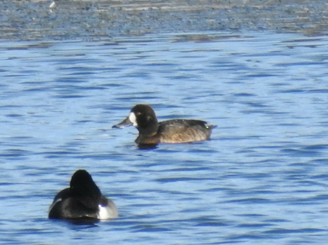 Greater Scaup - ML395764041