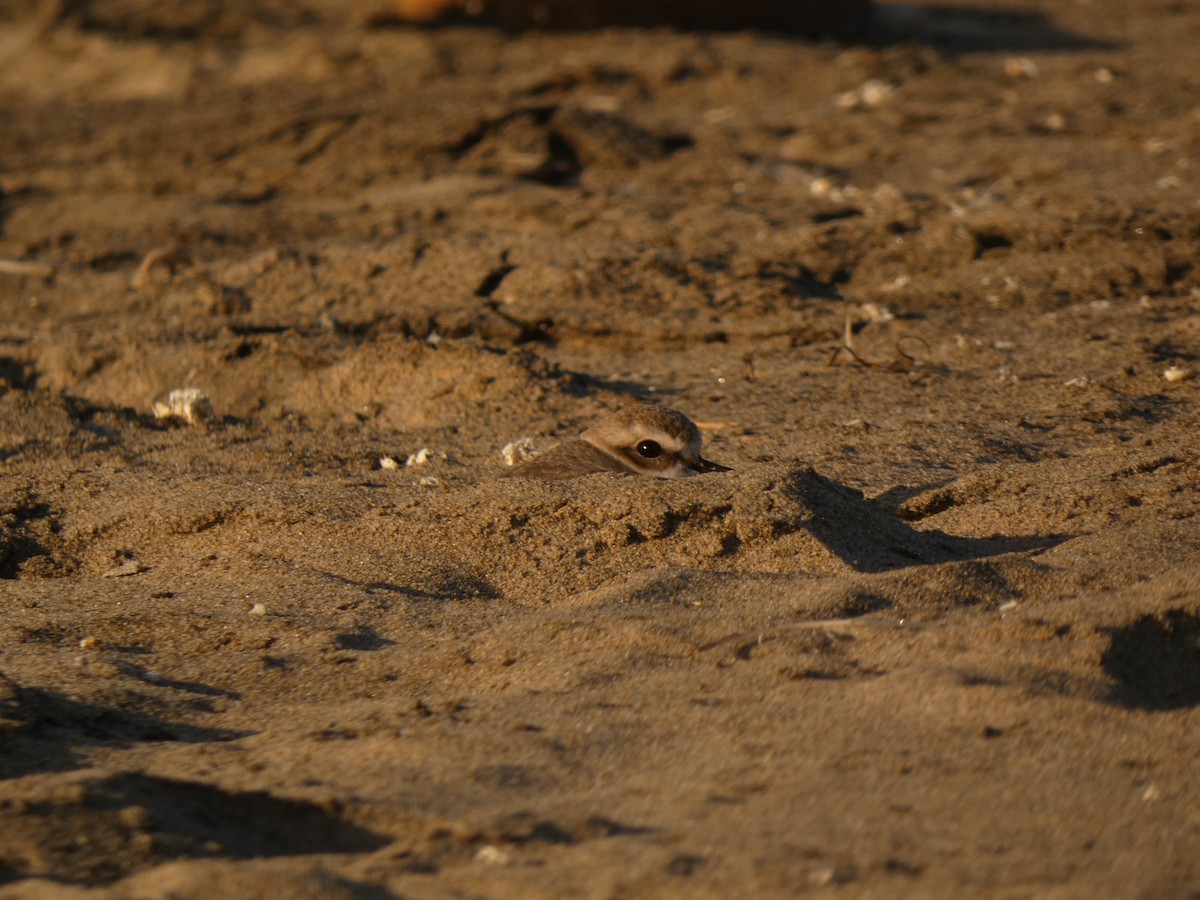 Snowy Plover - ML395765381