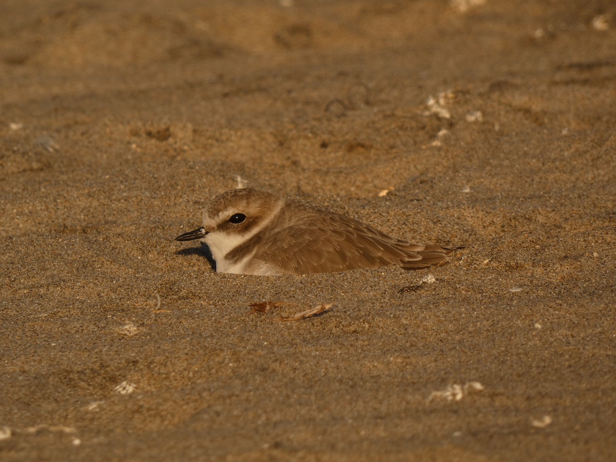 Snowy Plover - ML395765461