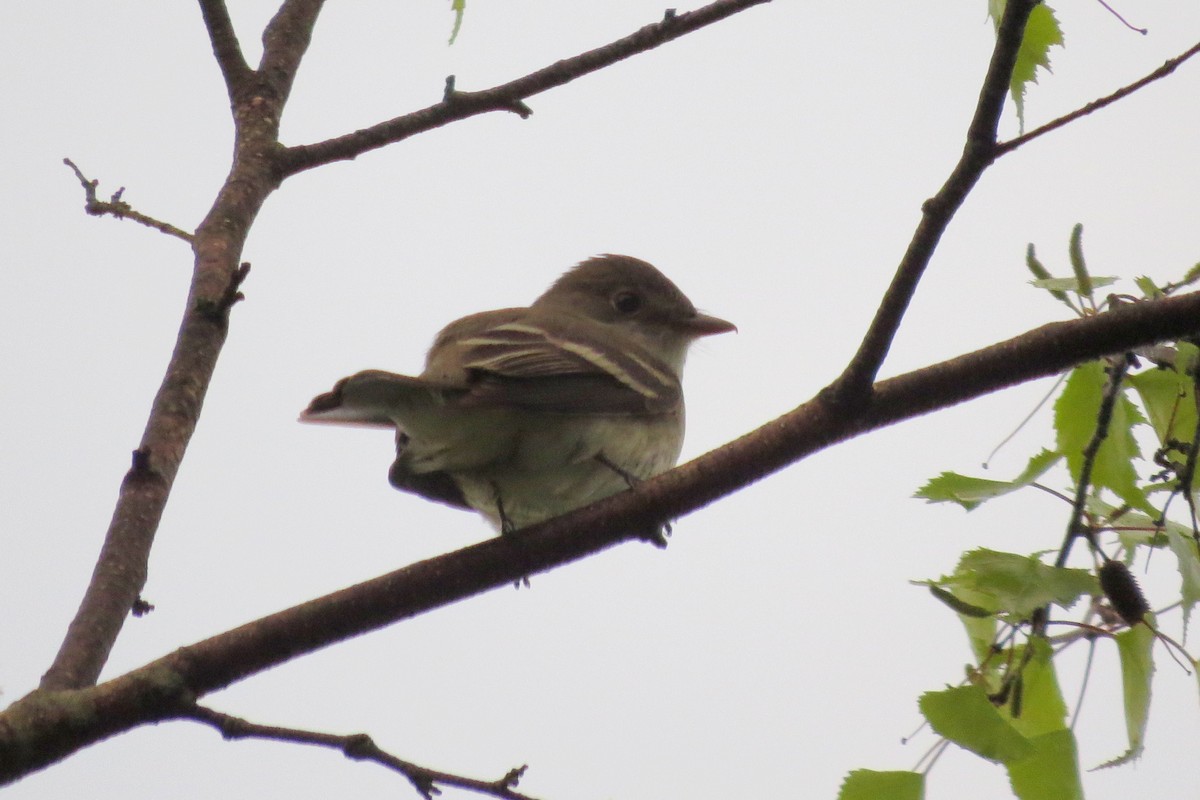 Alder Flycatcher - ML39576551