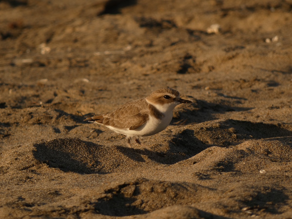 Snowy Plover - ML395765511