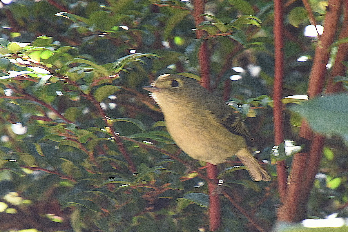 Hutton's Vireo - ML395765891