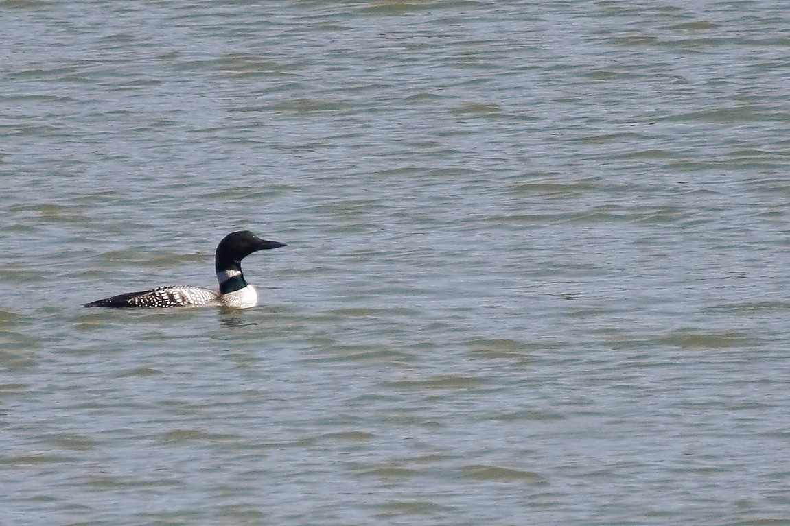 Plongeon huard - ML395766731