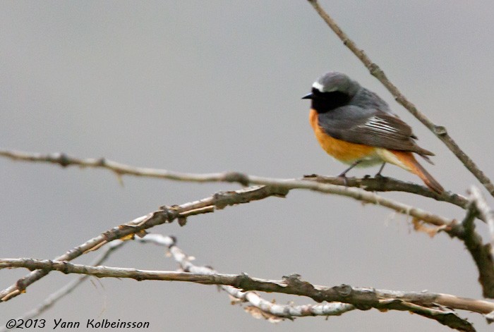 Common Redstart - Yann Kolbeinsson