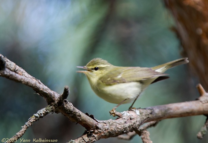 Green Warbler - ML39576761