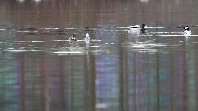 Hooded Merganser - ML395768291