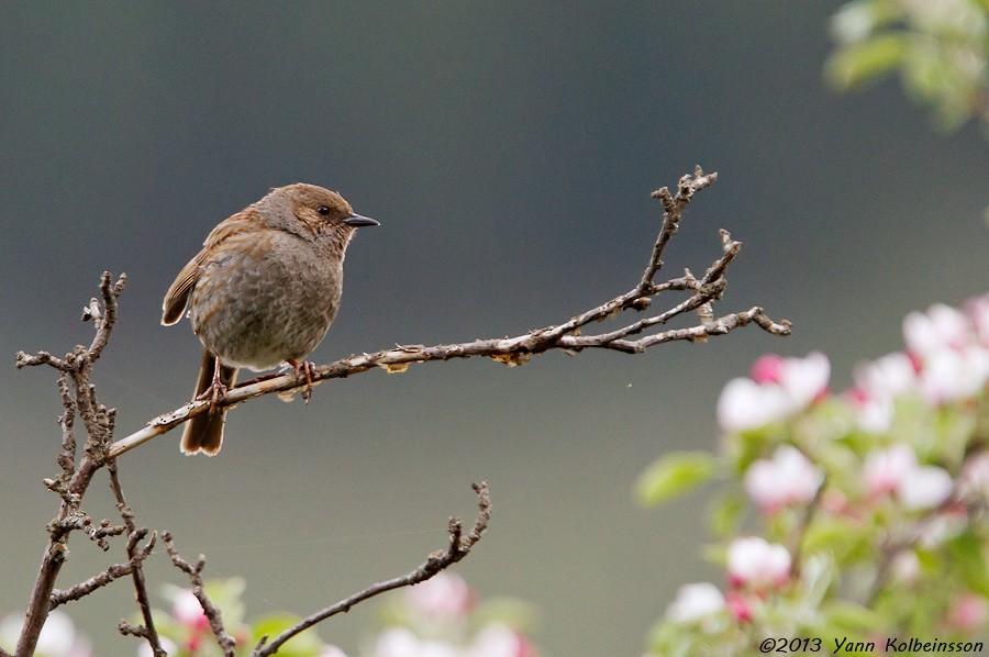 Dunnock - ML39576841