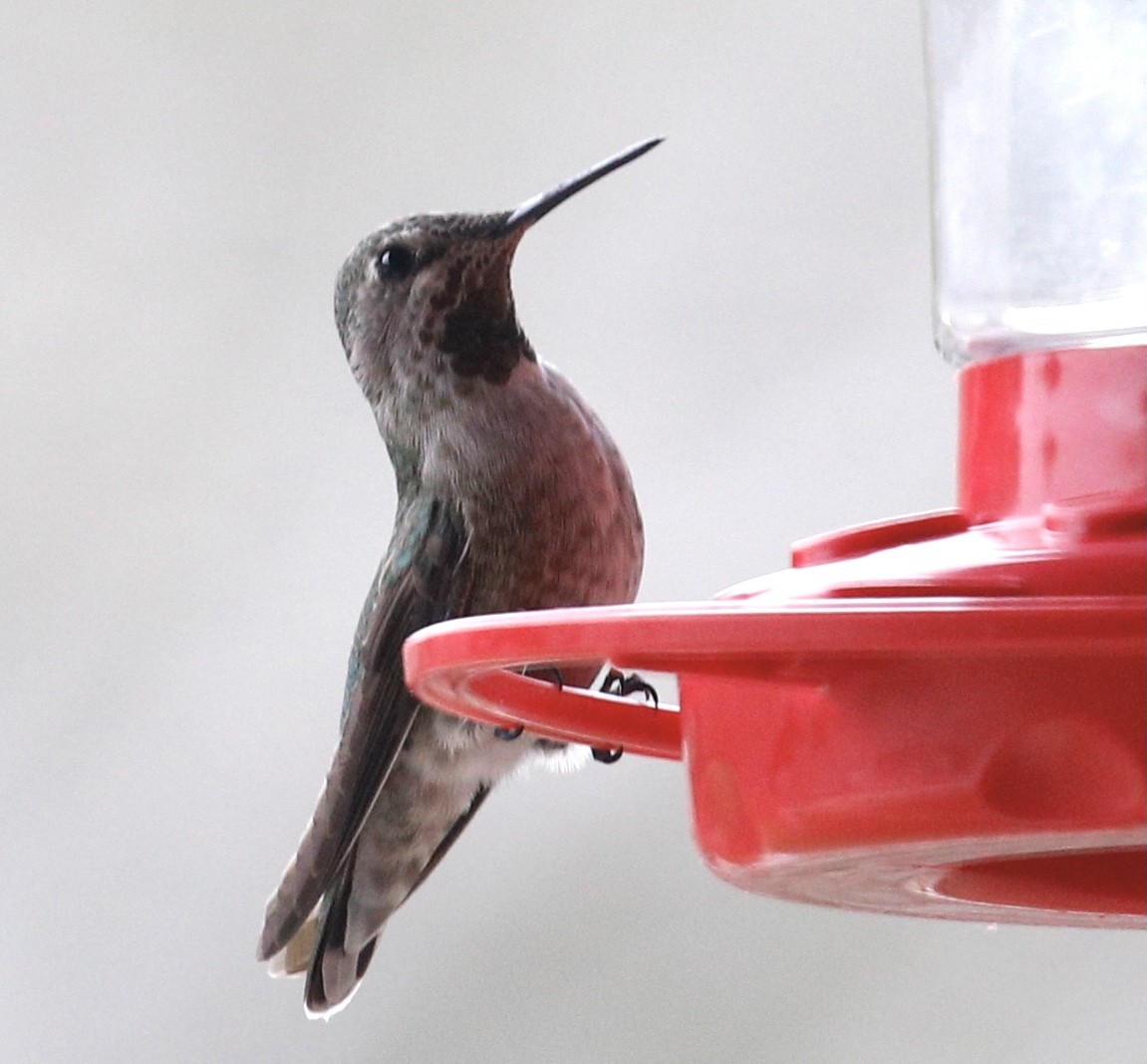 Anna's Hummingbird - ML395768861