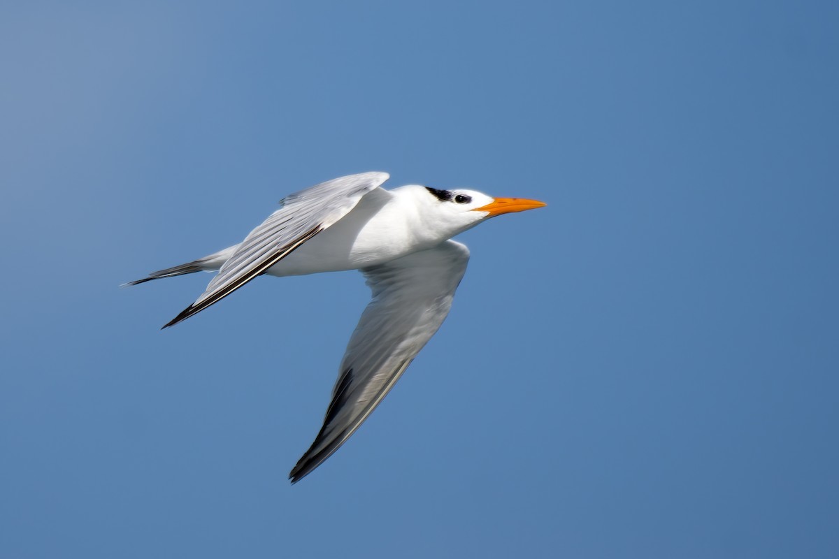 Royal Tern - ML395768921