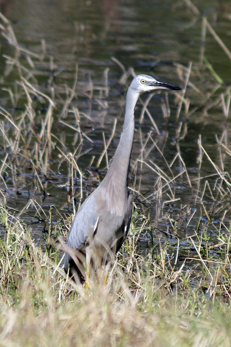 White-faced Heron - ML395770011