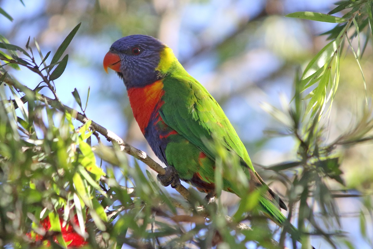 Rainbow Lorikeet - ML395770221