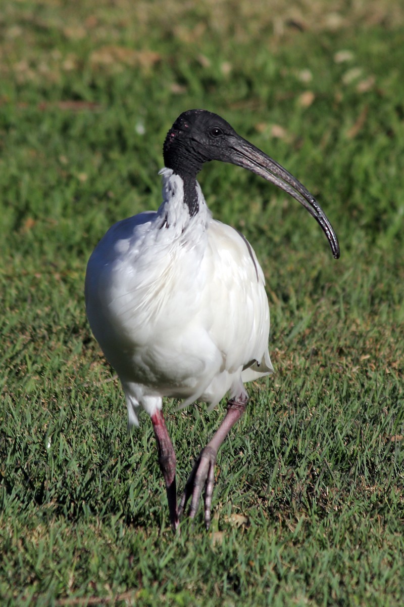 Australian Ibis - ML395770351