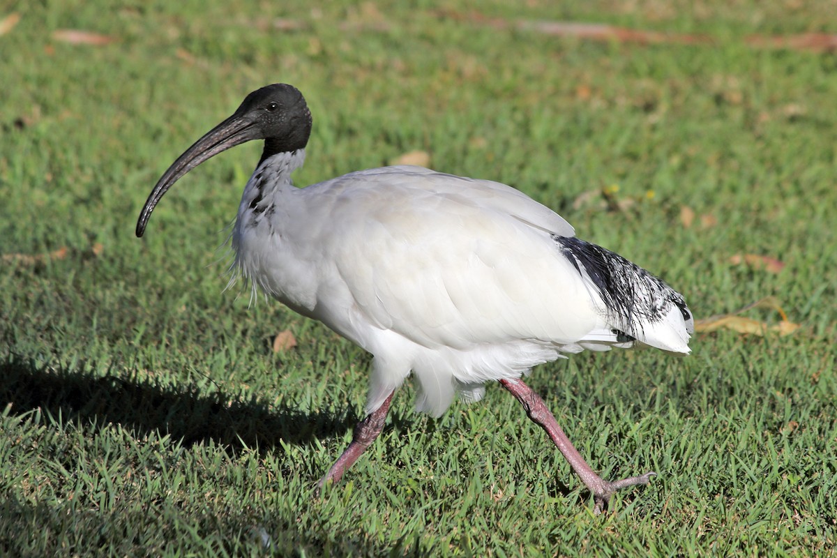 ibis australský - ML395770371