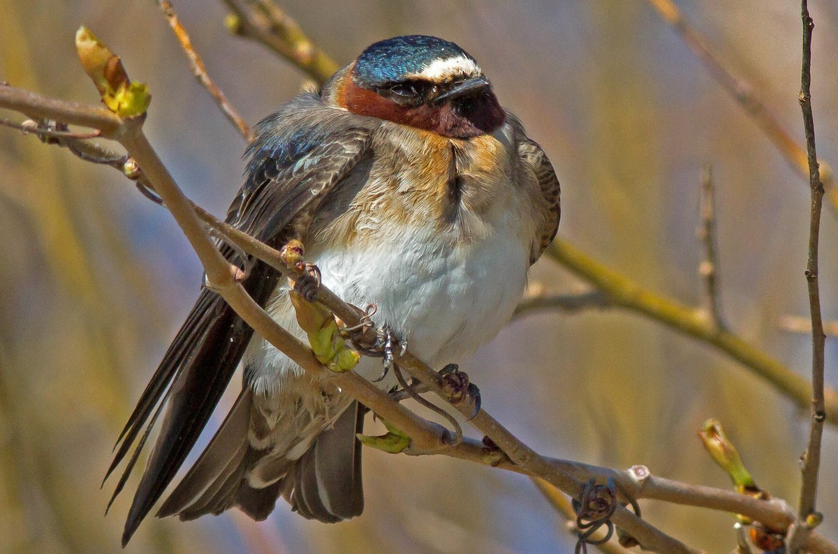 Cliff Swallow - ML395771141