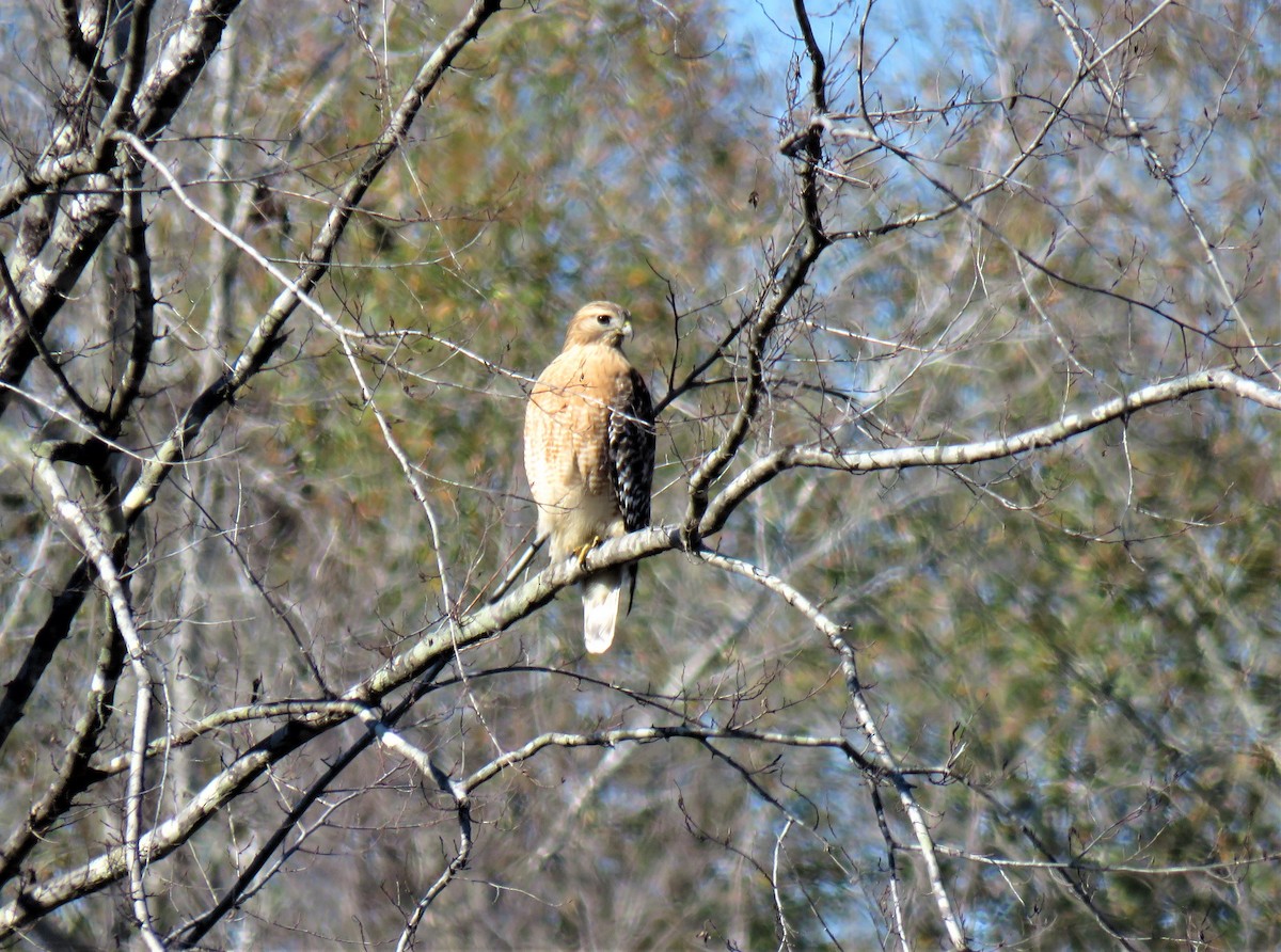 Red-shouldered Hawk - ML395773041