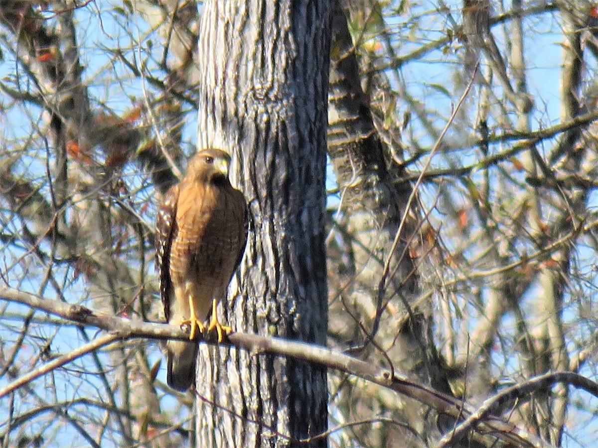 Red-shouldered Hawk - ML395773131