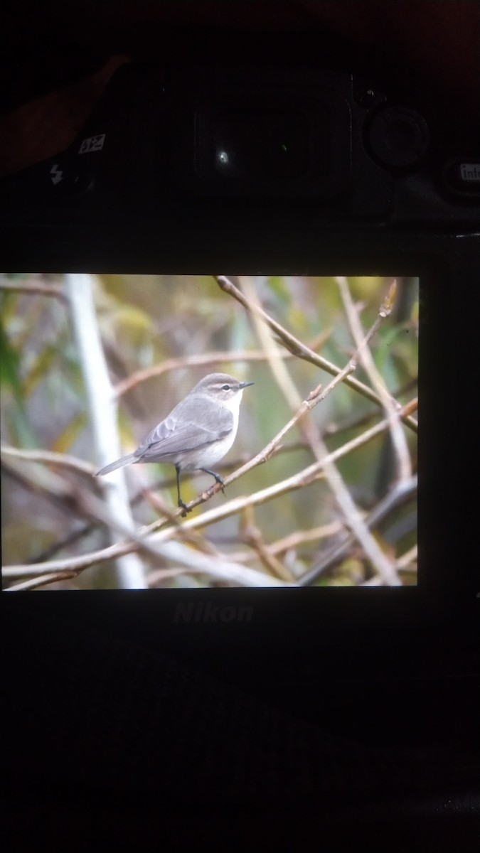 Common Chiffchaff (Common) - Kinlay Tshering Dorji