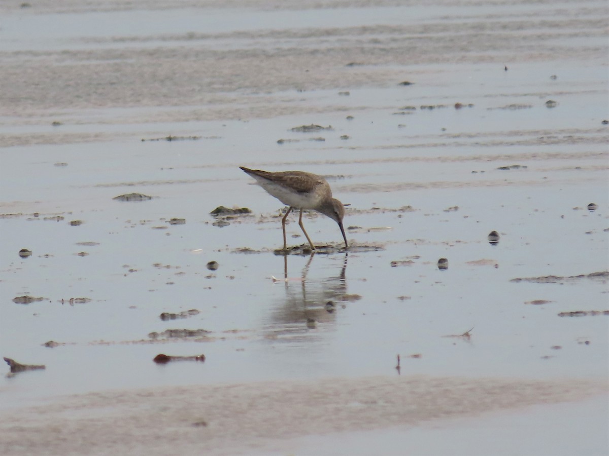 Stilt Sandpiper - ML395773691