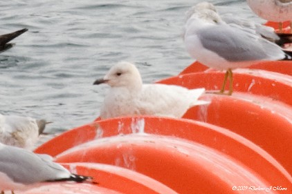 Iceland Gull (kumlieni/glaucoides) - Darlene J McNeil