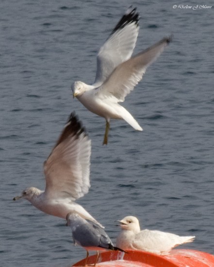 Gaviota Groenlandesa (kumlieni/glaucoides) - ML395774761