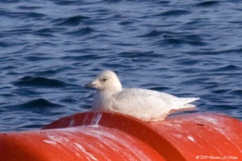 Iceland Gull (kumlieni/glaucoides) - Darlene J McNeil