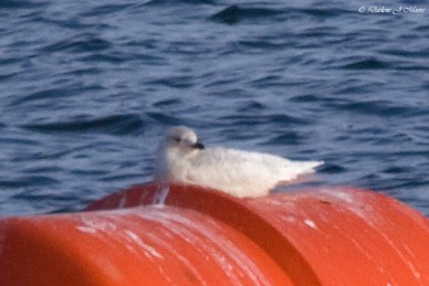 Gaviota Groenlandesa (kumlieni/glaucoides) - ML395774871