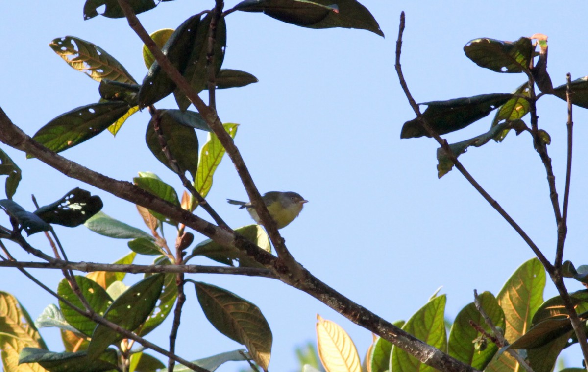 Verdillo de Tepuí - ML39577591