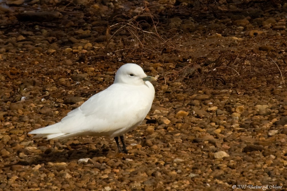 ゾウゲカモメ - ML395775971