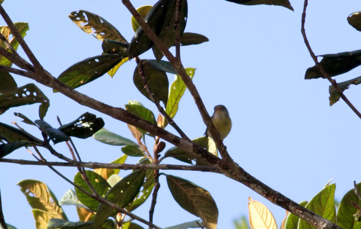 tepuivireo - ML39577601