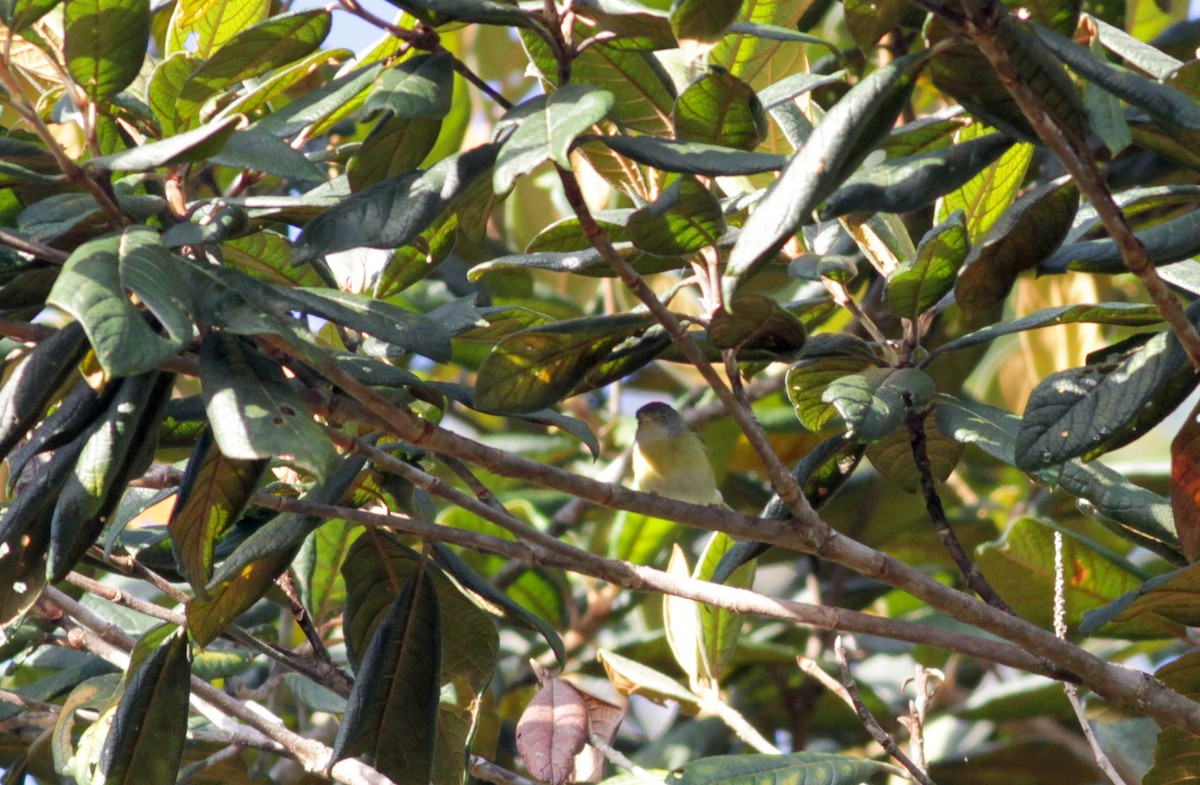 Tepuivireo - ML39577611