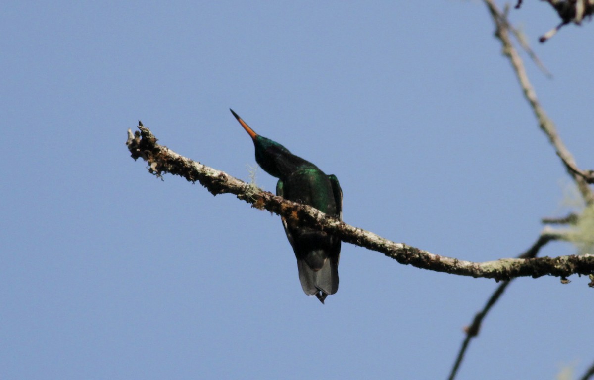 kolibřík sametový - ML39577621
