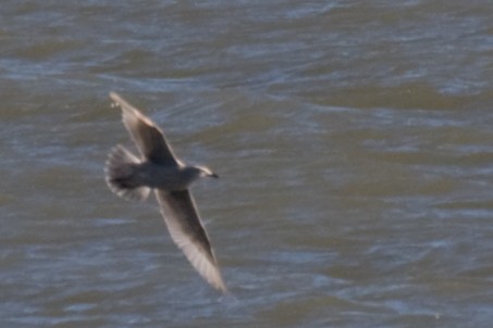 Iceland Gull (Thayer's) - ML395776421