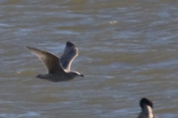 Iceland Gull (Thayer's) - ML395776431