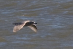 Iceland Gull (Thayer's) - ML395776451