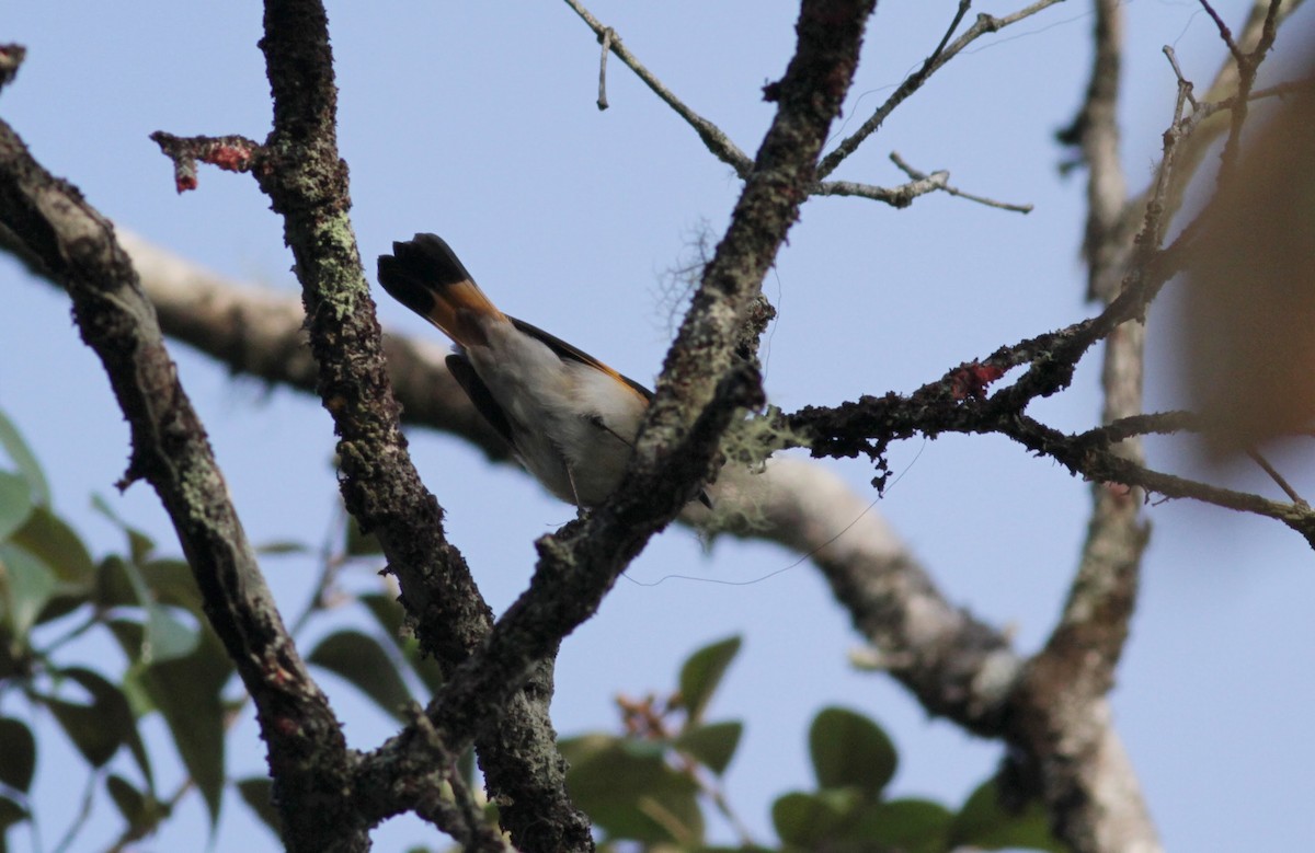 American Redstart - Jay McGowan