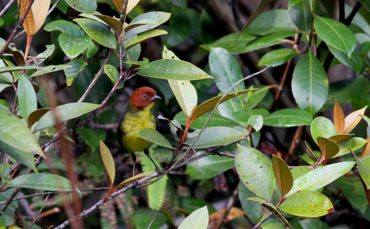 Tepui Brushfinch - Jay McGowan