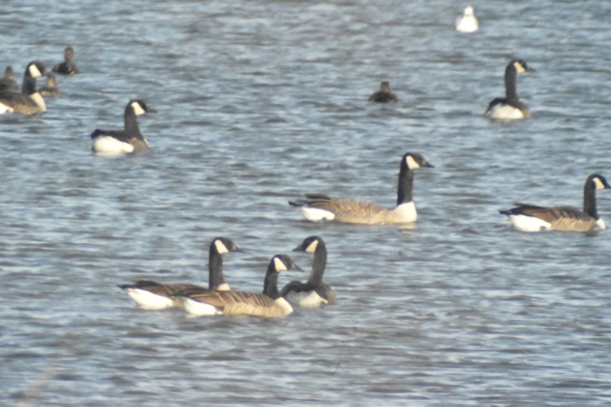 Canada Goose - ML395781151