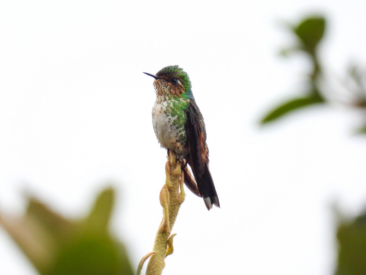 Purple-backed Thornbill - Jorge Velasquez