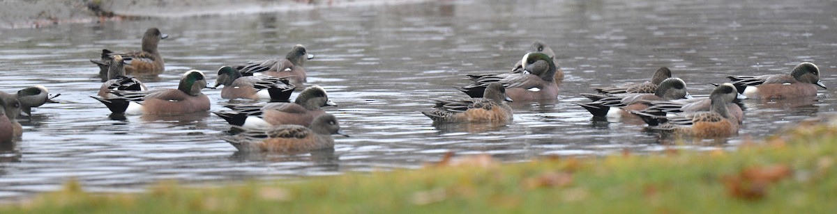 American Wigeon - ML395785781