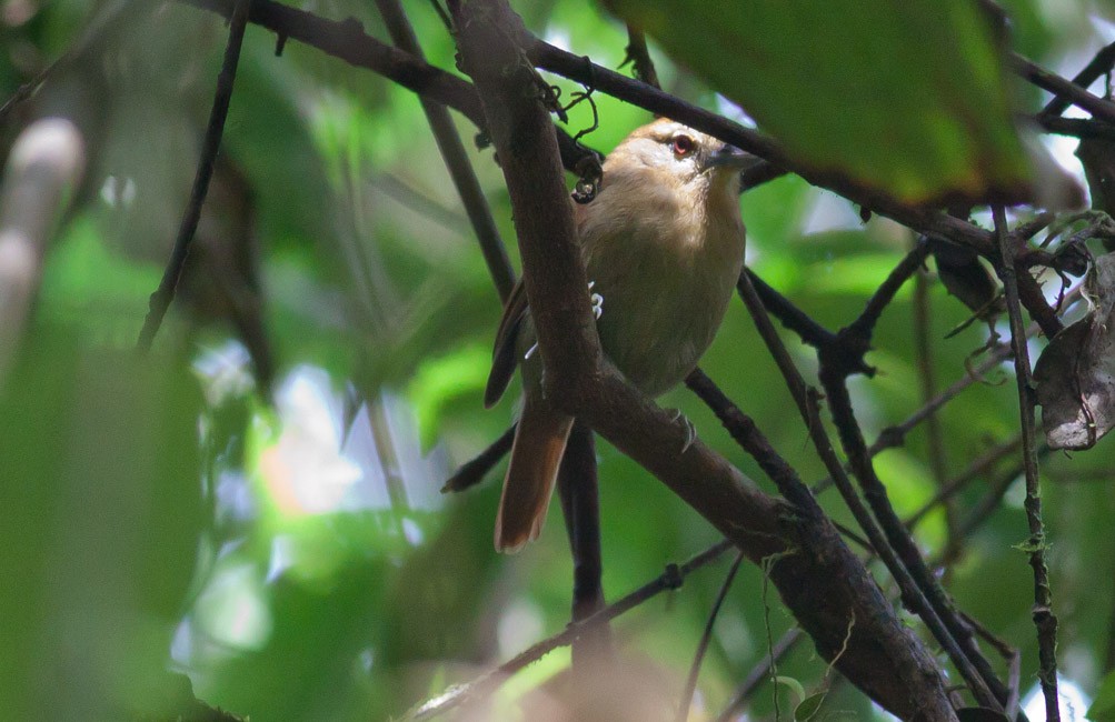 Russet Antshrike (Tawny) - ML39578591