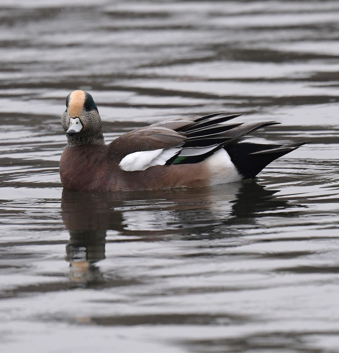 American Wigeon - ML395785971