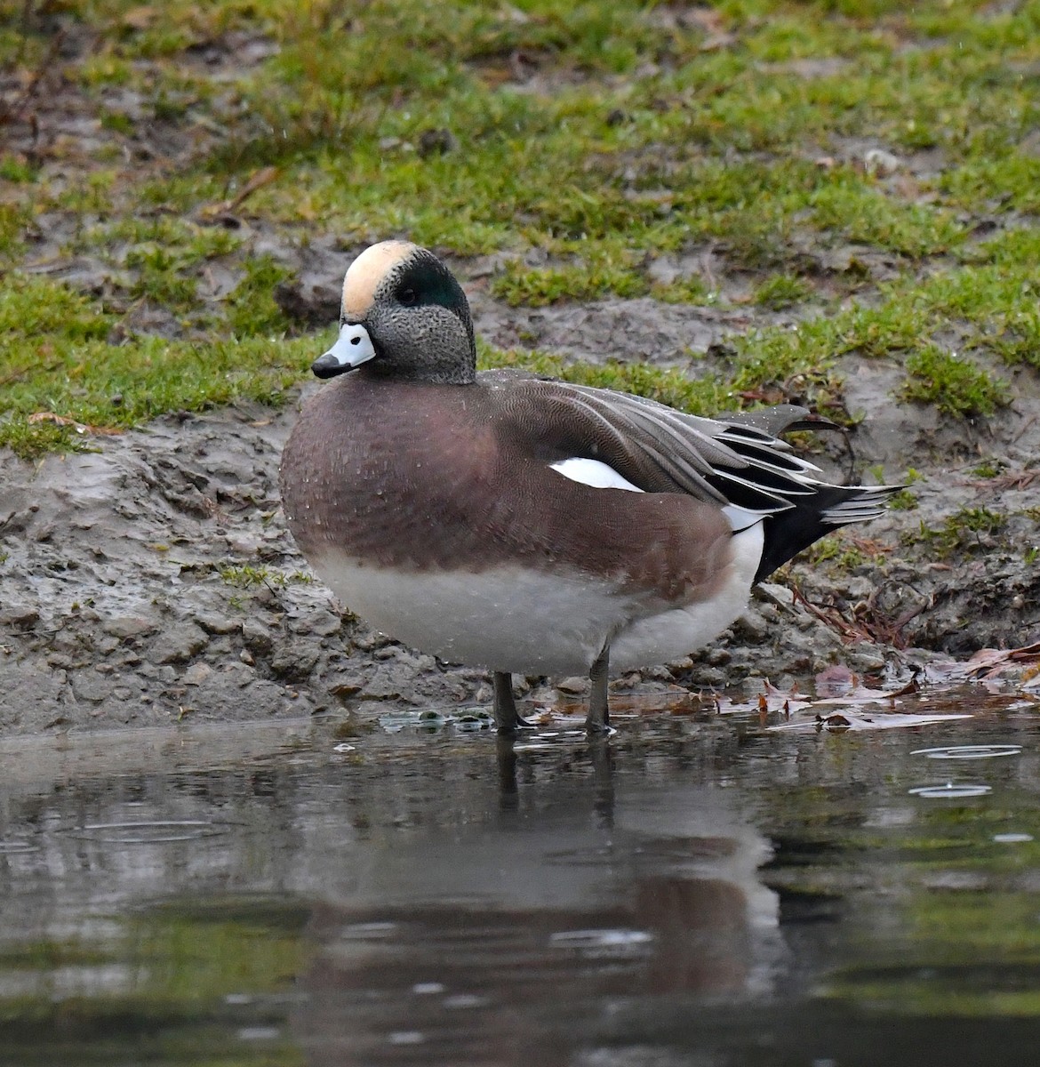 American Wigeon - ML395785991