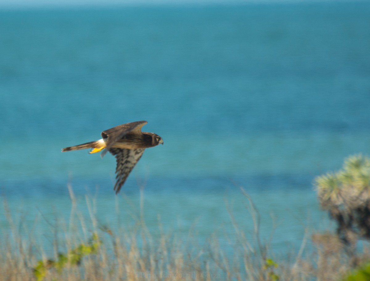 Northern Harrier - ML395786061