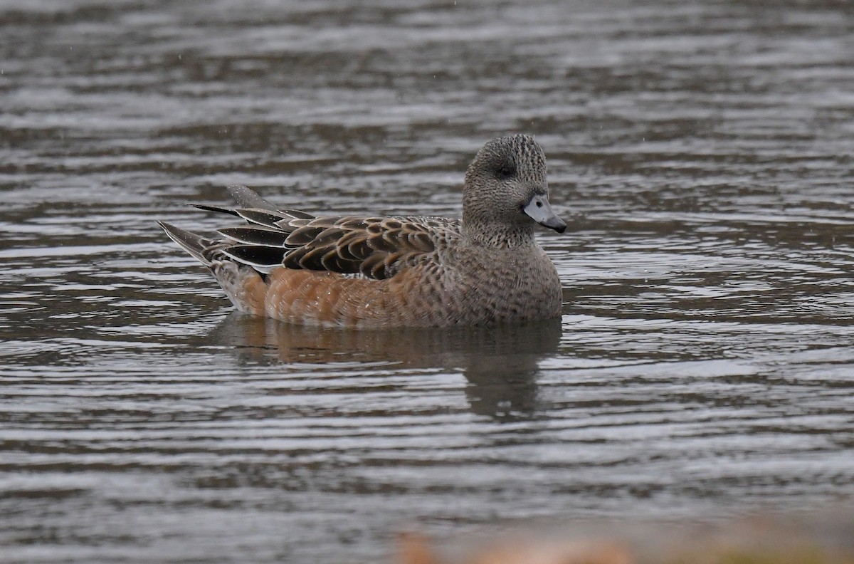 American Wigeon - ML395786221