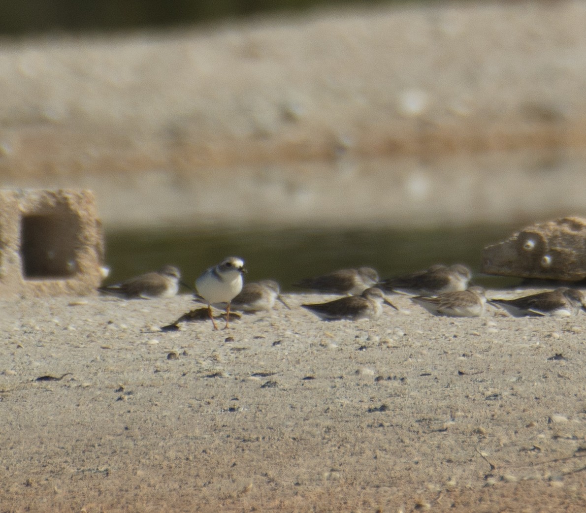 Piping Plover - ML395791711