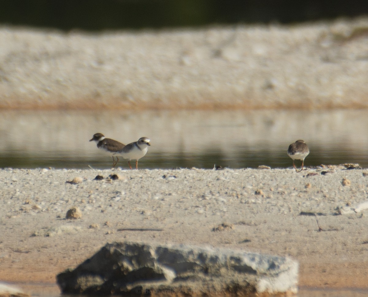 Piping Plover - ML395791721