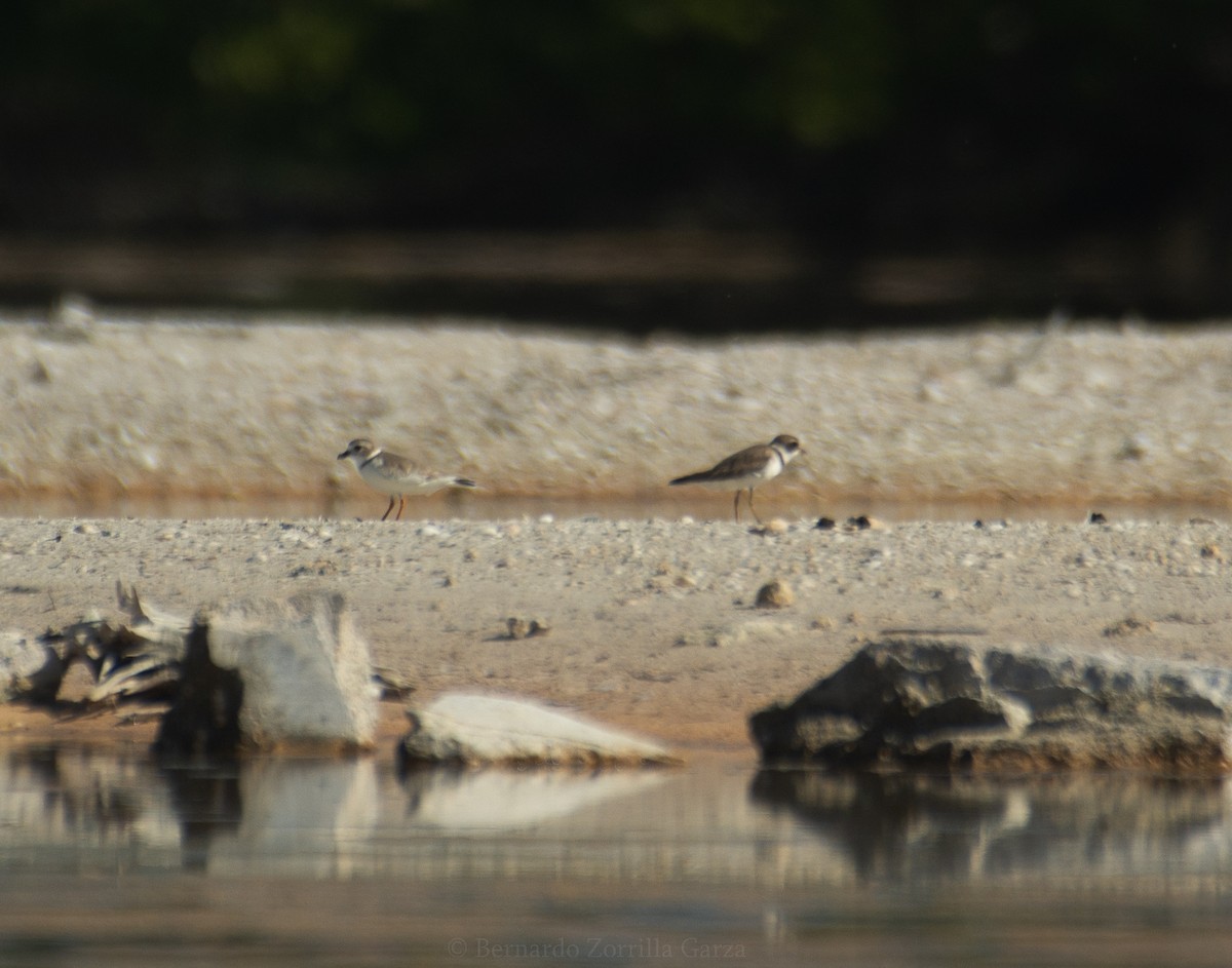 Piping Plover - ML395791741