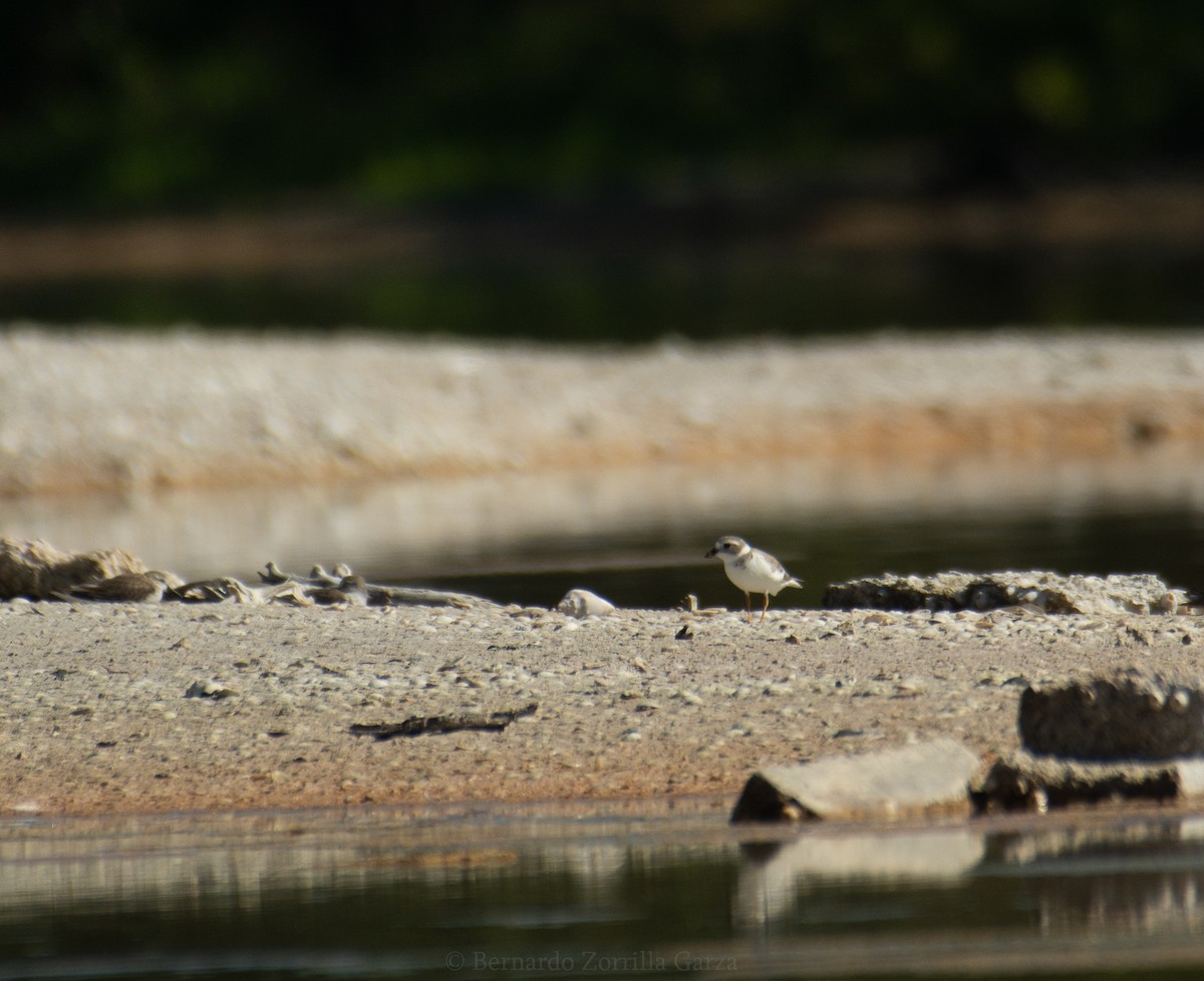 Piping Plover - ML395791761