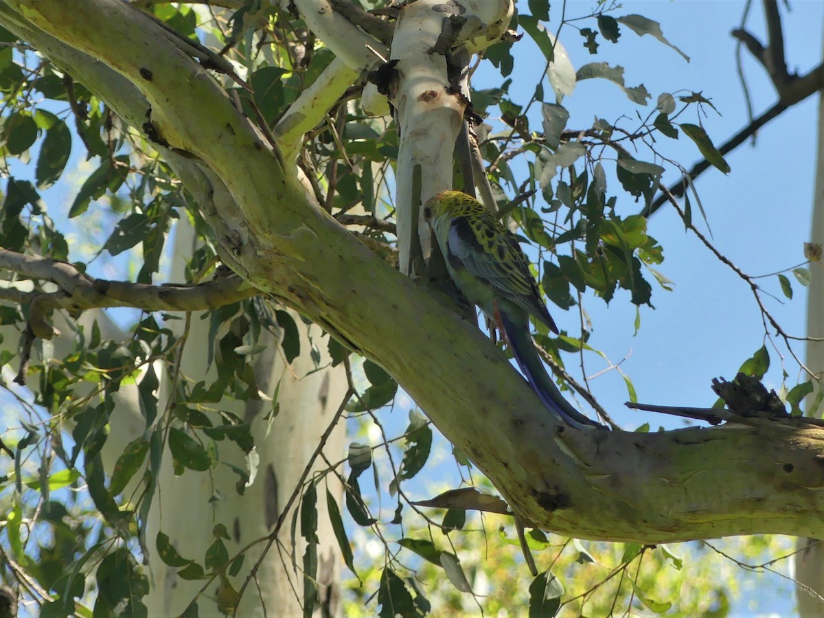 Pale-headed Rosella - ML395792331