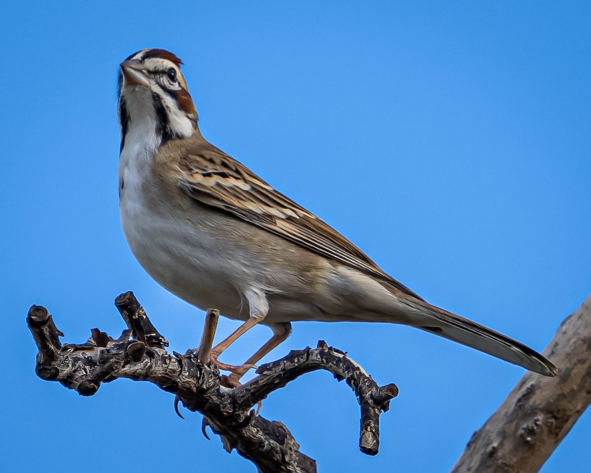 Lark Sparrow - Paul LaFrance
